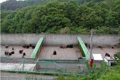 八幡平のクマ牧場。